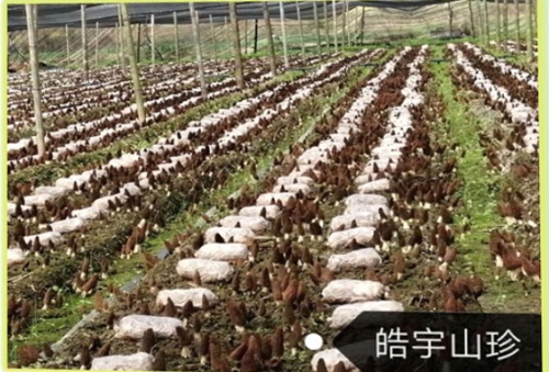 &#31859;&#20848;&#24179;&#21488;&#45;&#31859;&#20848;&#40;&#20013;&#22269;&#41;