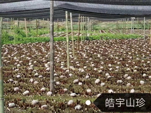 &#31859;&#20848;&#24179;&#21488;&#45;&#31859;&#20848;&#40;&#20013;&#22269;&#41;
