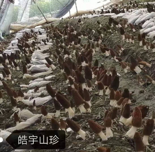 &#31859;&#20848;&#24179;&#21488;&#45;&#31859;&#20848;&#40;&#20013;&#22269;&#41;
