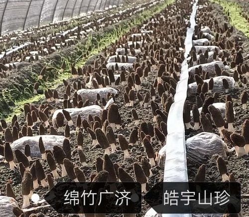 &#31859;&#20848;&#24179;&#21488;&#45;&#31859;&#20848;&#40;&#20013;&#22269;&#41;