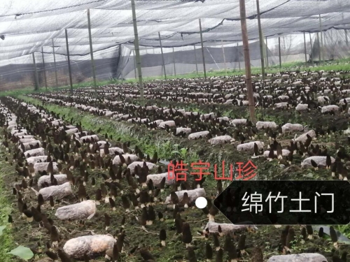&#31859;&#20848;&#24179;&#21488;&#45;&#31859;&#20848;&#40;&#20013;&#22269;&#41;