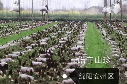 &#31859;&#20848;&#24179;&#21488;&#45;&#31859;&#20848;&#40;&#20013;&#22269;&#41;