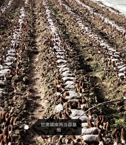 &#31859;&#20848;&#24179;&#21488;&#45;&#31859;&#20848;&#40;&#20013;&#22269;&#41;