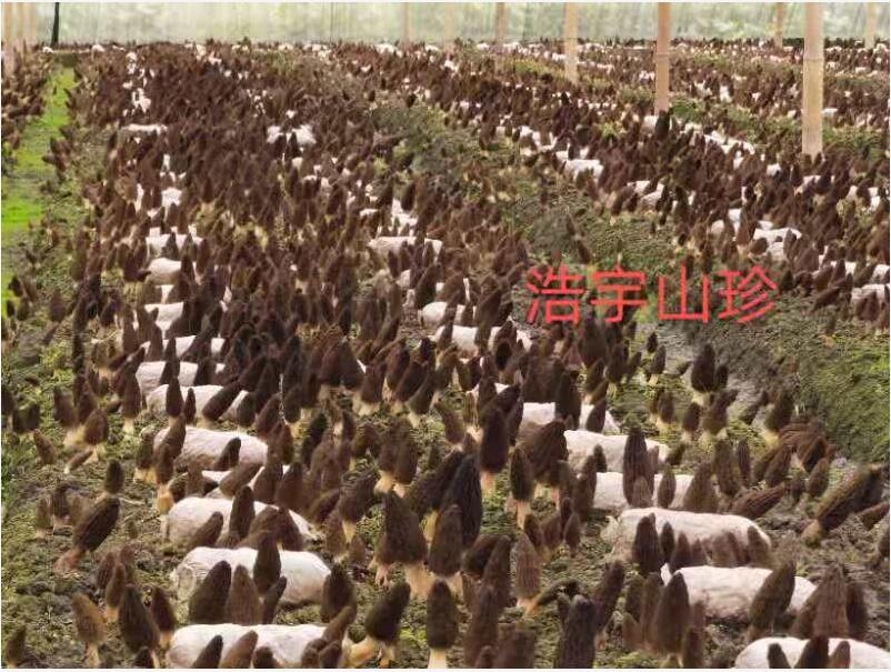 &#31859;&#20848;&#24179;&#21488;&#45;&#31859;&#20848;&#40;&#20013;&#22269;&#41;