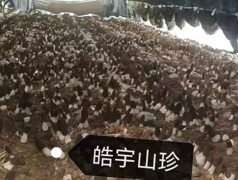 &#31859;&#20848;&#24179;&#21488;&#45;&#31859;&#20848;&#40;&#20013;&#22269;&#41;