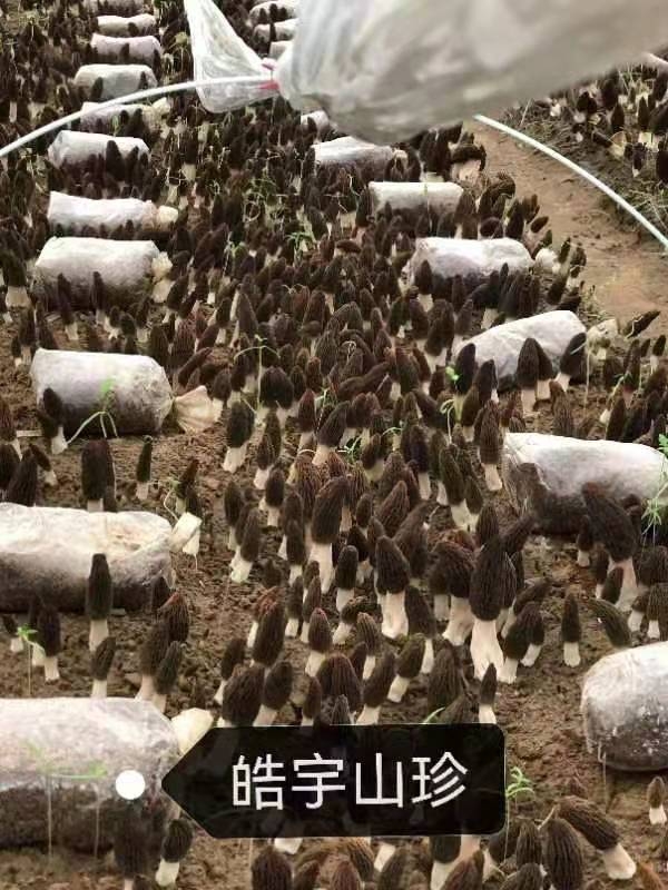 &#31859;&#20848;&#24179;&#21488;&#45;&#31859;&#20848;&#40;&#20013;&#22269;&#41;