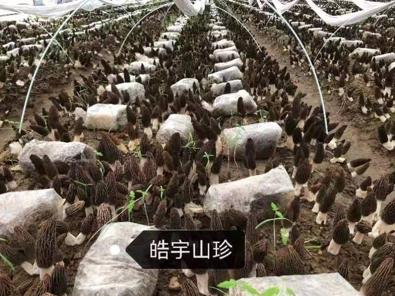 &#31859;&#20848;&#24179;&#21488;&#45;&#31859;&#20848;&#40;&#20013;&#22269;&#41;