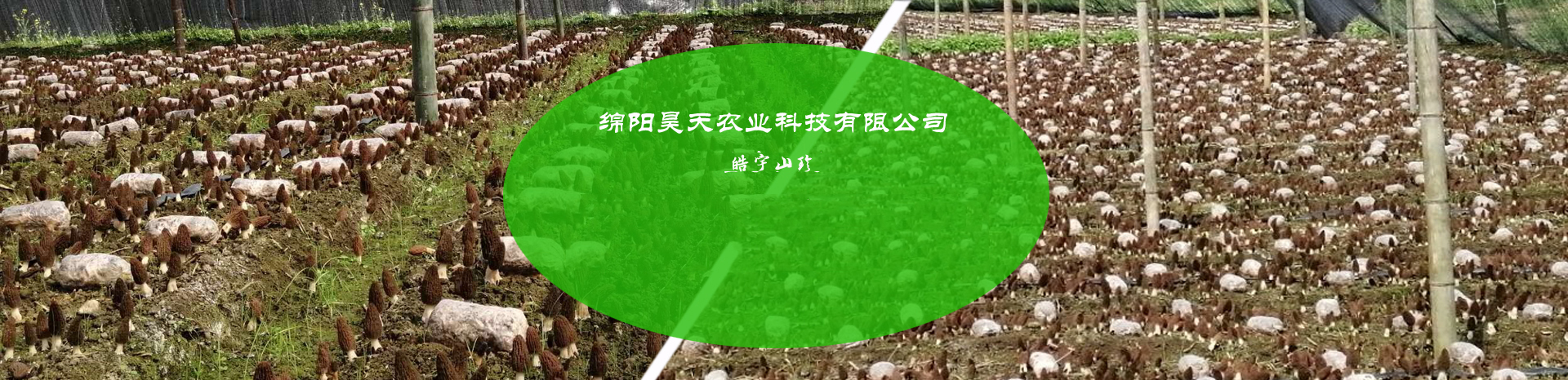 &#31859;&#20848;&#24179;&#21488;&#45;&#31859;&#20848;&#40;&#20013;&#22269;&#41;
